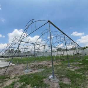 du-an-trong-dua-luoi-15ha-tai-tinh-bien-ag-1