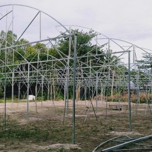 du-an-trong-dua-luoi-15ha-tai-tinh-bien-ag-11