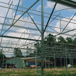 du-an-trong-dua-luoi-15ha-tai-tinh-bien-ag-12