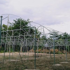 du-an-trong-dua-luoi-15ha-tai-tinh-bien-ag-13