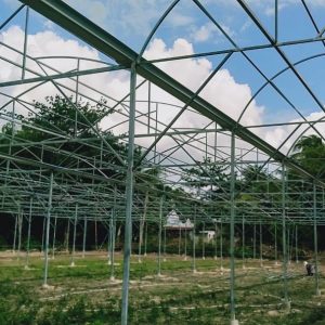 du-an-trong-dua-luoi-15ha-tai-tinh-bien-ag-14