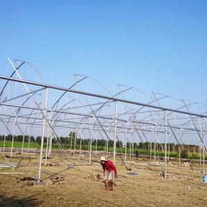 du-an-trong-dua-luoi-15ha-tai-tinh-bien-ag-15