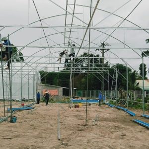 du-an-trong-dua-luoi-15ha-tai-tinh-bien-ag-16