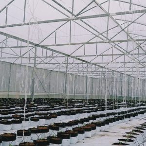 du-an-trong-dua-luoi-15ha-tai-tinh-bien-ag-17