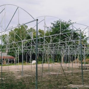 du-an-trong-dua-luoi-15ha-tai-tinh-bien-ag-18