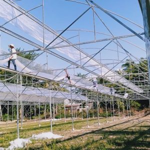 du-an-trong-dua-luoi-15ha-tai-tinh-bien-ag-19