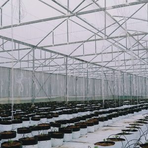 du-an-trong-dua-luoi-15ha-tai-tinh-bien-ag-20