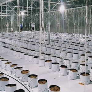 du-an-trong-dua-luoi-15ha-tai-tinh-bien-ag-21