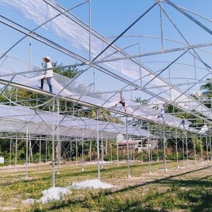 du-an-trong-dua-luoi-15ha-tai-tinh-bien-ag-22