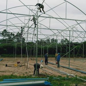 du-an-trong-dua-luoi-15ha-tai-tinh-bien-ag-23