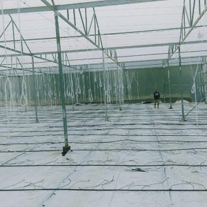 du-an-trong-dua-luoi-15ha-tai-tinh-bien-ag-25