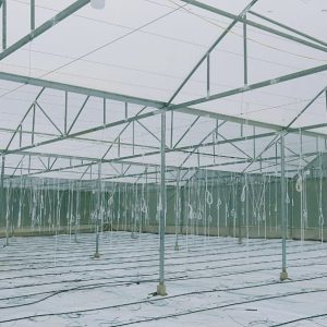 du-an-trong-dua-luoi-15ha-tai-tinh-bien-ag-26