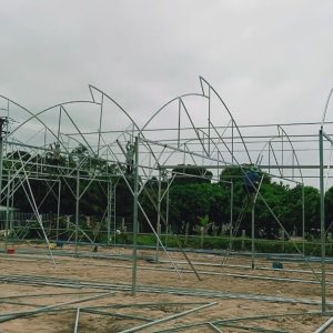 du-an-trong-dua-luoi-15ha-tai-tinh-bien-ag-27