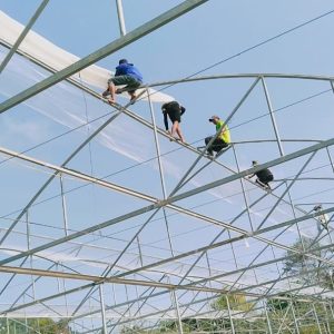 du-an-trong-dua-luoi-15ha-tai-tinh-bien-ag-28