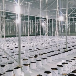 du-an-trong-dua-luoi-15ha-tai-tinh-bien-ag-29