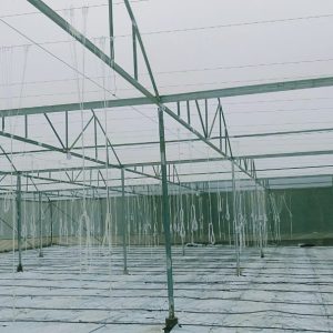 du-an-trong-dua-luoi-15ha-tai-tinh-bien-ag-30