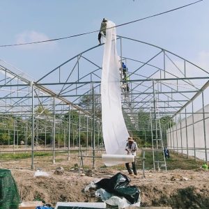 du-an-trong-dua-luoi-15ha-tai-tinh-bien-ag-32