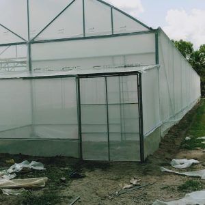 du-an-trong-dua-luoi-15ha-tai-tinh-bien-ag-33