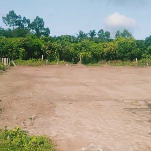 du-an-trong-dua-luoi-15ha-tai-tinh-bien-ag-34