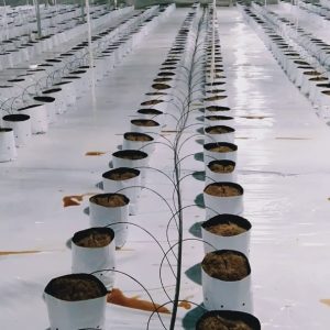 du-an-trong-dua-luoi-15ha-tai-tinh-bien-ag-36