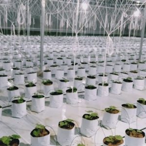 du-an-trong-dua-luoi-15ha-tai-tinh-bien-ag-37