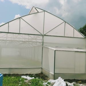 du-an-trong-dua-luoi-15ha-tai-tinh-bien-ag-38