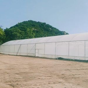 du-an-trong-dua-luoi-15ha-tai-tinh-bien-ag-39