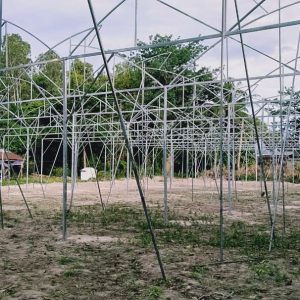 du-an-trong-dua-luoi-15ha-tai-tinh-bien-ag-4