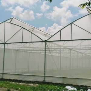 du-an-trong-dua-luoi-15ha-tai-tinh-bien-ag-40