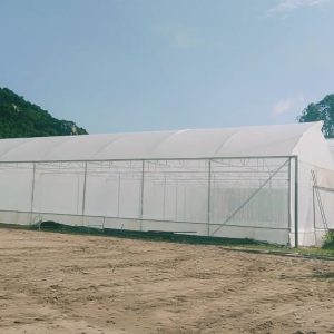 du-an-trong-dua-luoi-15ha-tai-tinh-bien-ag-41