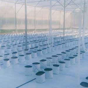 du-an-trong-dua-luoi-15ha-tai-tinh-bien-ag-42