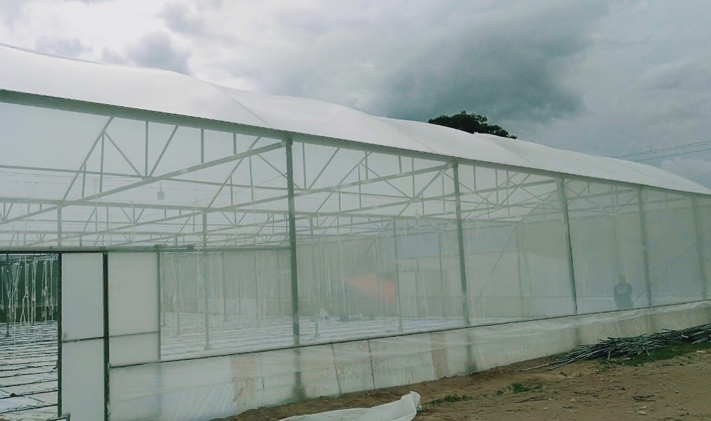 Nhà màng trồng dưa lưới 1,5 ha tại Tịnh Biên, An Giang