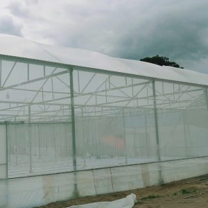 du-an-trong-dua-luoi-15ha-tai-tinh-bien-ag-43