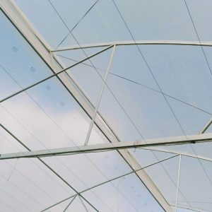 du-an-trong-dua-luoi-15ha-tai-tinh-bien-ag-44