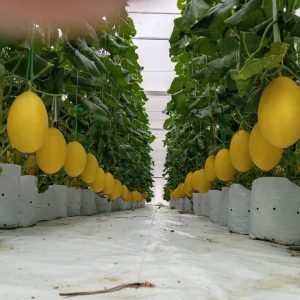 du-an-trong-dua-luoi-15ha-tai-tinh-bien-ag-45