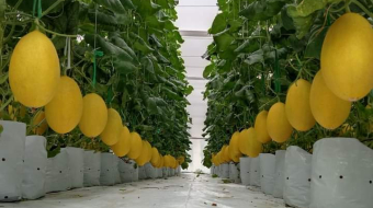 du-an-trong-dua-luoi-15ha-tai-tinh-bien-ag-45