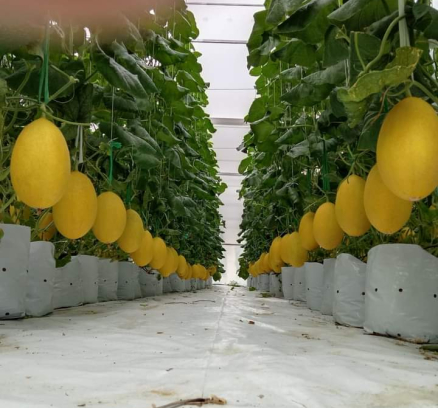 du-an-trong-dua-luoi-15ha-tai-tinh-bien-ag-45