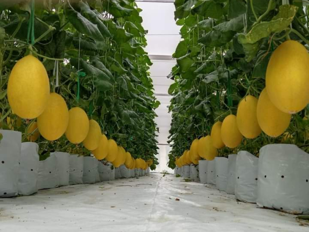 du-an-trong-dua-luoi-15ha-tai-tinh-bien-ag-45