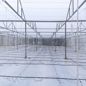 du-an-trong-dua-luoi-15ha-tai-tinh-bien-ag-46