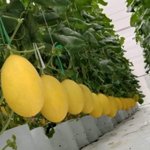 du-an-trong-dua-luoi-15ha-tai-tinh-bien-ag-47