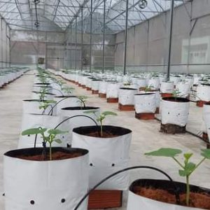 du-an-trong-dua-luoi-15ha-tai-tinh-bien-ag-48