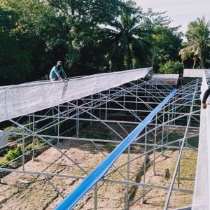 du-an-trong-dua-luoi-15ha-tai-tinh-bien-ag-5