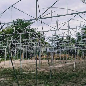 du-an-trong-dua-luoi-15ha-tai-tinh-bien-ag-6