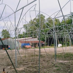 du-an-trong-dua-luoi-15ha-tai-tinh-bien-ag-7