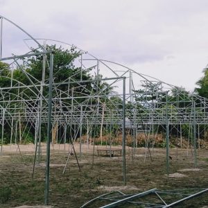 du-an-trong-dua-luoi-15ha-tai-tinh-bien-ag-9