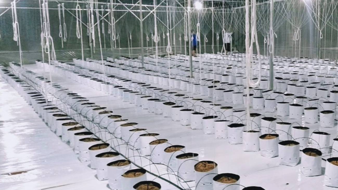 he-thong-tuoi-nho-giot-cho-dua-luoi