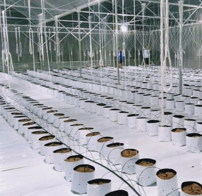 he-thong-tuoi-nho-giot-cho-dua-luoi