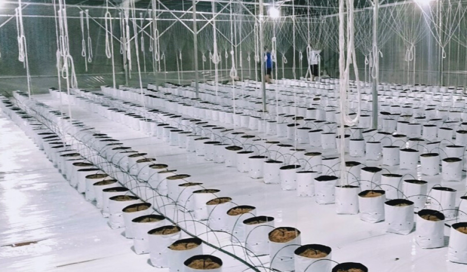 he-thong-tuoi-nho-giot-cho-dua-luoi