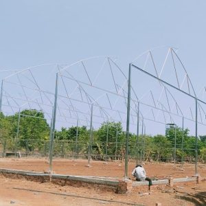 thi-cong-1000m2-trong-rau-dua-luoi-va-trong-nam-tai-binh-thuan-9