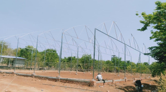 thi-cong-1000m2-trong-rau-dua-luoi-va-trong-nam-tai-binh-thuan-9